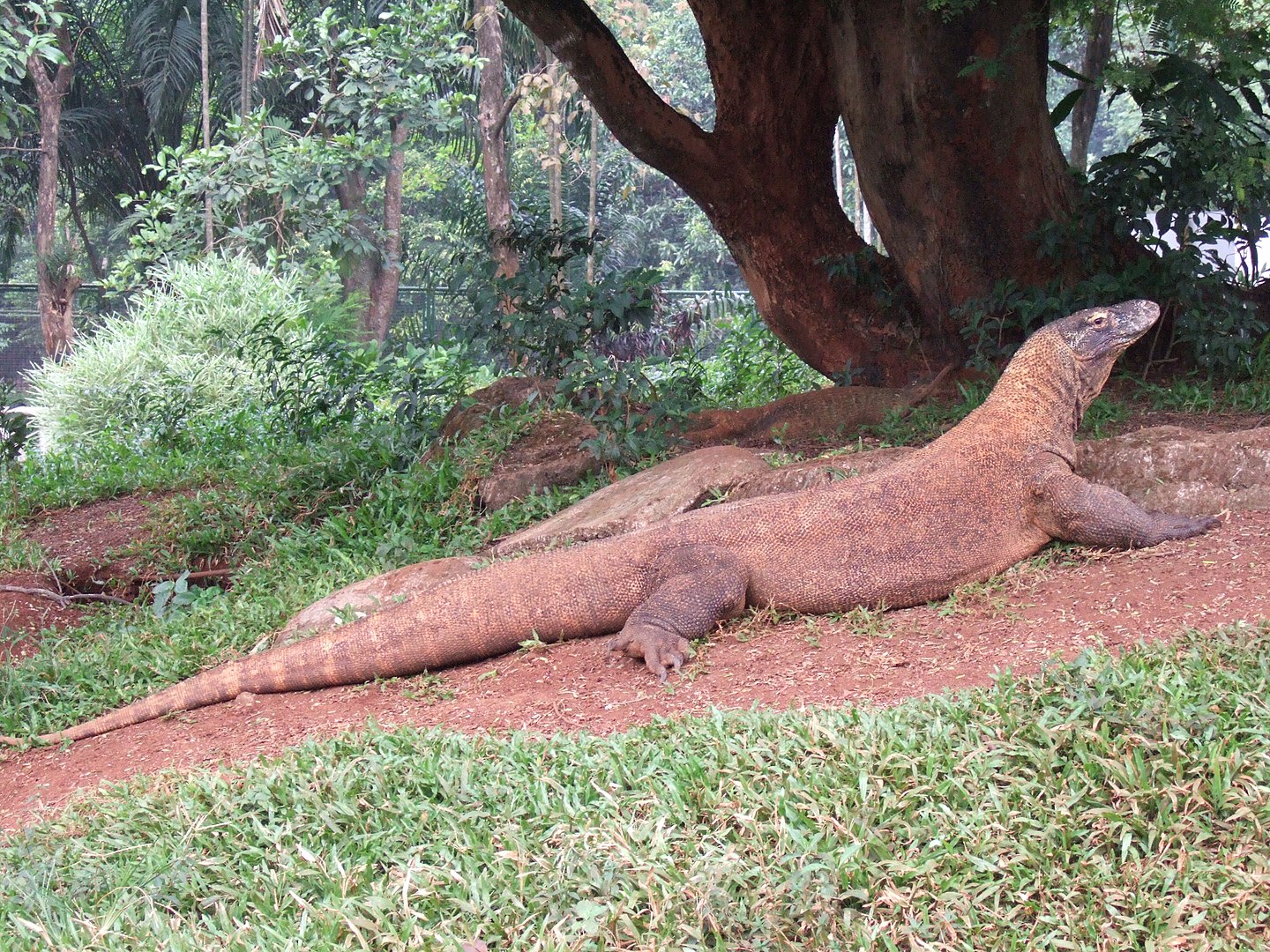 Ragunan Zoo